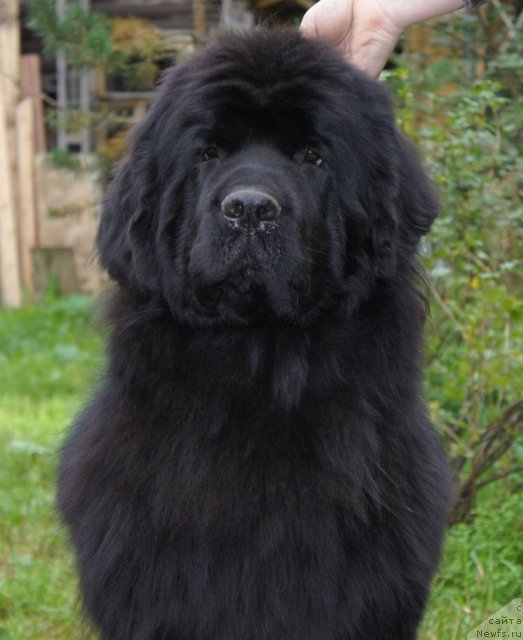 Фото: ньюфаундленд Смигар Галакси Шелл Вин (Smigar Galaxsy Shall Win)