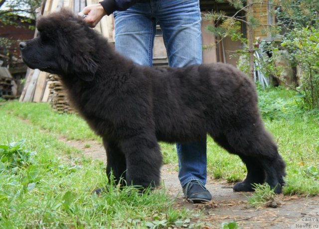 Фото: ньюфаундленд Акватория Келвин Флэш Ройал (Aquatoriya Kelvin Flash Royal)