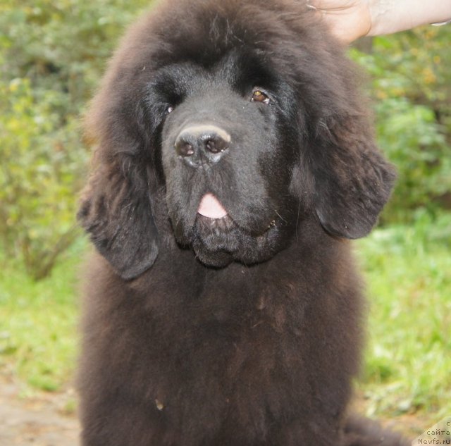 Фото: ньюфаундленд Акватория Келвин Флэш Ройал (Aquatoriya Kelvin Flash Royal)