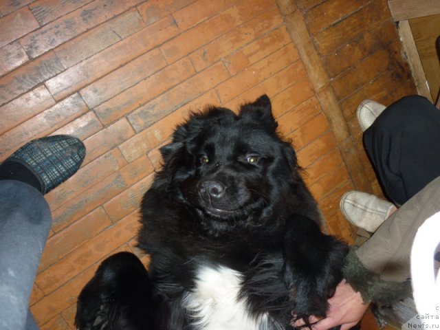 Фото: Сергей Краснов, ньюфаундленд Рокко Покоритель Сердец