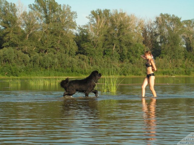 Фото: ньюфаундленд Кипер Соул Лайон Хэерт