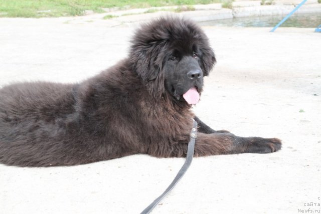 Фото: ньюфаундленд Сент Джонс Ясна (Sent Djons Yasna)