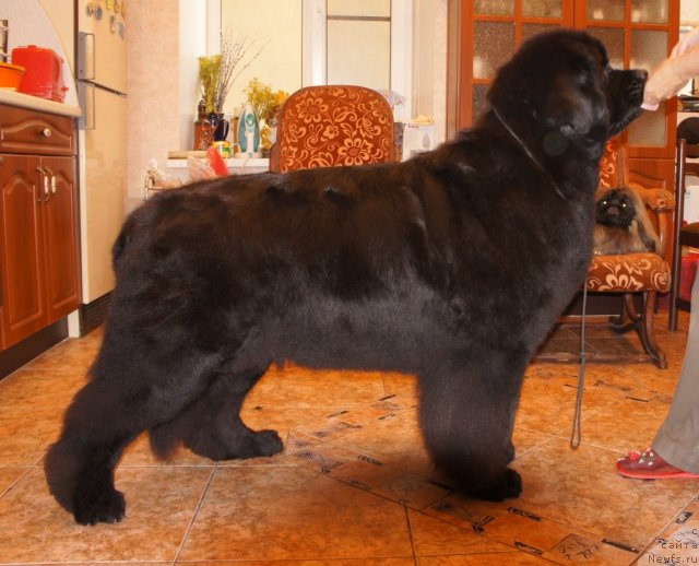 Фото: ньюфаундленд Skippers Only You for Smigar