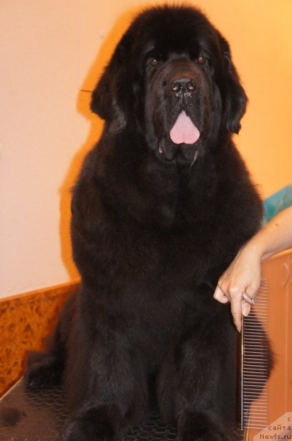 Фото: ньюфаундленд Skippers Only You for Smigar