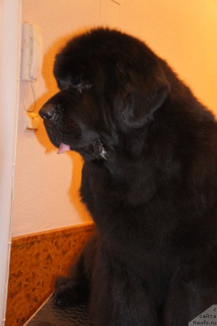 Фото: ньюфаундленд Skippers Only You for Smigar