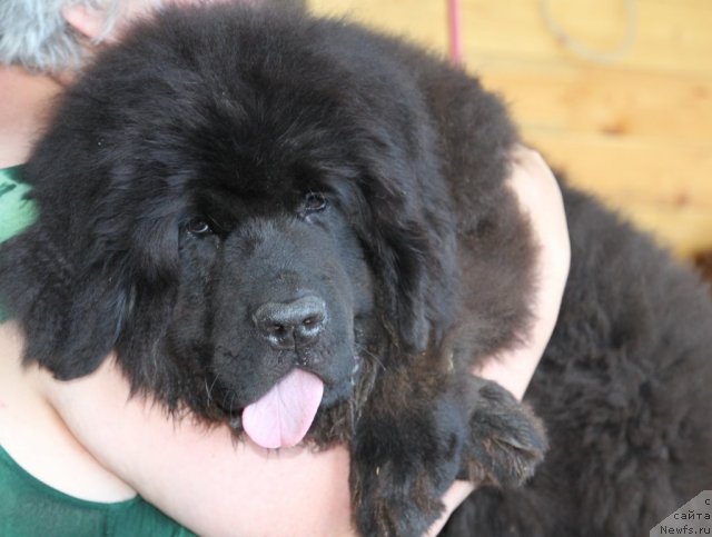 Фото: ньюфаундленд Сент Джонс Ясна (Sent Djons Yasna)