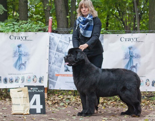 Фото: ньюфаундленд Смигар Грейт Саксэс