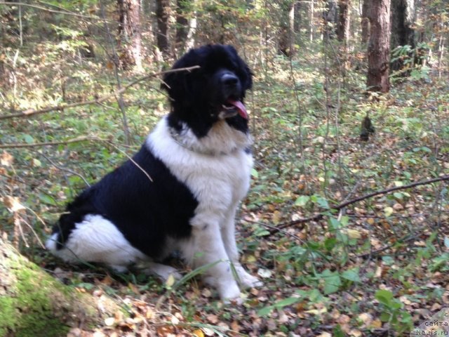 Фото: ньюфаундленд Чинзано Асти от Сибирского Медведя