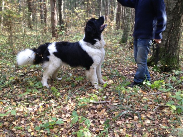 Фото: ньюфаундленд Чинзано Асти от Сибирского Медведя