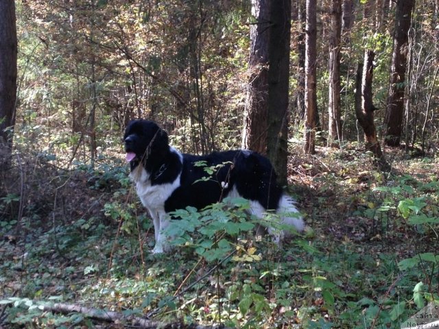 Фото: ньюфаундленд Чинзано Асти от Сибирского Медведя