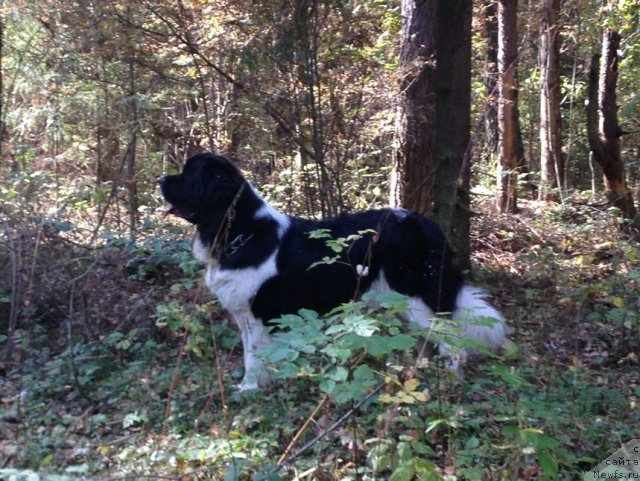 Фото: ньюфаундленд Чинзано Асти от Сибирского Медведя