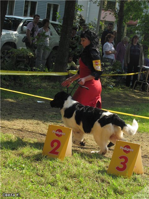 Фото: ньюфаундленд Супер Премиум Литониэль Валланинор (Super Premium Litoniel Vallaninor)