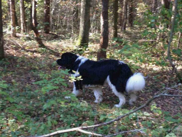 Фото: ньюфаундленд Чинзано Асти от Сибирского Медведя