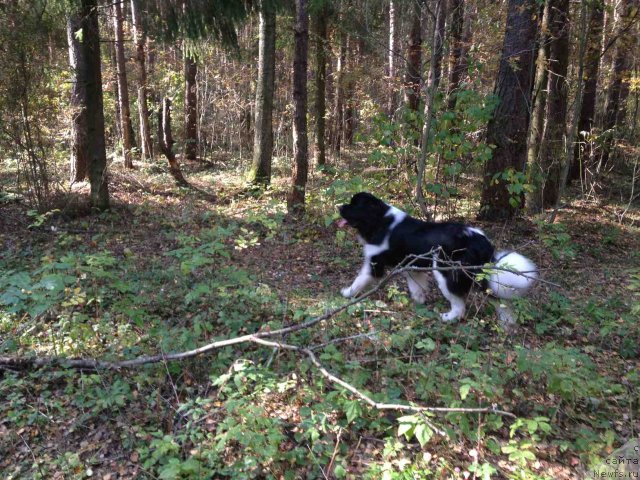 Фото: ньюфаундленд Чинзано Асти от Сибирского Медведя