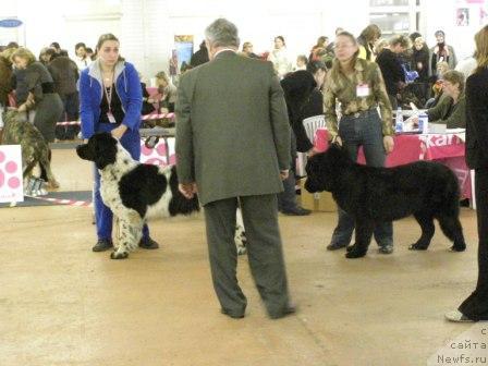 Фото: ньюфаундленд Маг Исполин Карте Бланч фор Питерньюф (Mag Ispolin Carte Blanche for Piternyuf), Ксения Семикова, ньюфаундленд Смигар Шелковая Ночь (Smigar Shelkovaya Noch), Светлана Старых