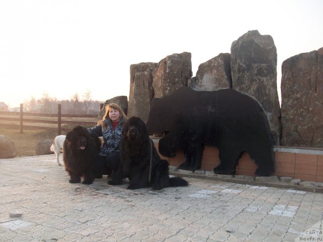 Фото: ньюфаундленд Ярада из Сибирской Глубинки (Yarada iz Sibirskoy Glubinki), ньюфаундленд Карат из Медвежьего Яра (Karat iz Medvejyego Yara), Наталья Бережнева