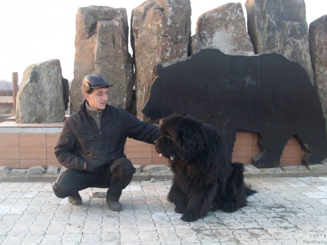 Фото: ньюфаундленд Карат из Медвежьего Яра (Karat iz Medvejyego Yara)