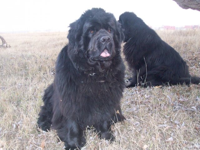 Фото: ньюфаундленд Ярада из Сибирской Глубинки (Yarada iz Sibirskoy Glubinki)