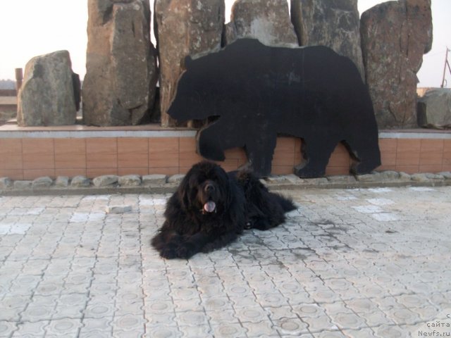 Фото: ньюфаундленд Карат из Медвежьего Яра (Karat iz Medvejyego Yara)