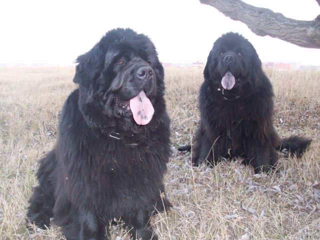 Фото: ньюфаундленд Ярада из Сибирской Глубинки (Yarada iz Sibirskoy Glubinki), ньюфаундленд Карат из Медвежьего Яра (Karat iz Medvejyego Yara)