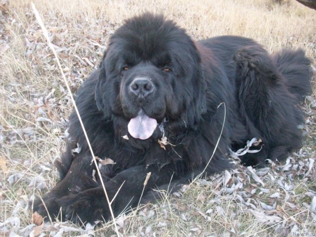 Фото: ньюфаундленд Карат из Медвежьего Яра (Karat iz Medvejyego Yara)