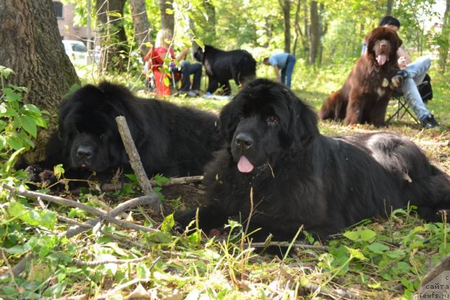 Фото: ньюфаундленд Супер Премиум Амелия Экшен, ньюфаундленд I'm Little Princess Midnight Bear, ньюфаундленд Акватория Келвин Риверданс (Aquatoriya Kelvin Riverdance)