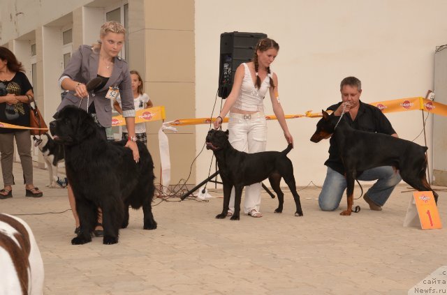 Фото: ньюфаундленд Вом Ватерфалл Лэнд Ай Тодор (Vom Waterfall Land Ay Todor)
