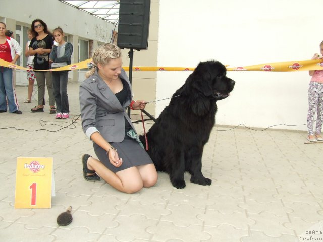 Фото: ньюфаундленд Вом Ватерфалл Лэнд Ай Тодор (Vom Waterfall Land Ay Todor)