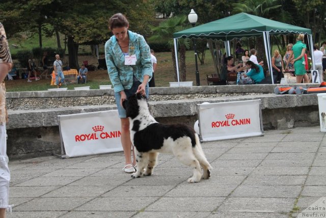 Фото: Олеся Суркова, ньюфаундленд Маг Исполин Моя Волшебная Мечта