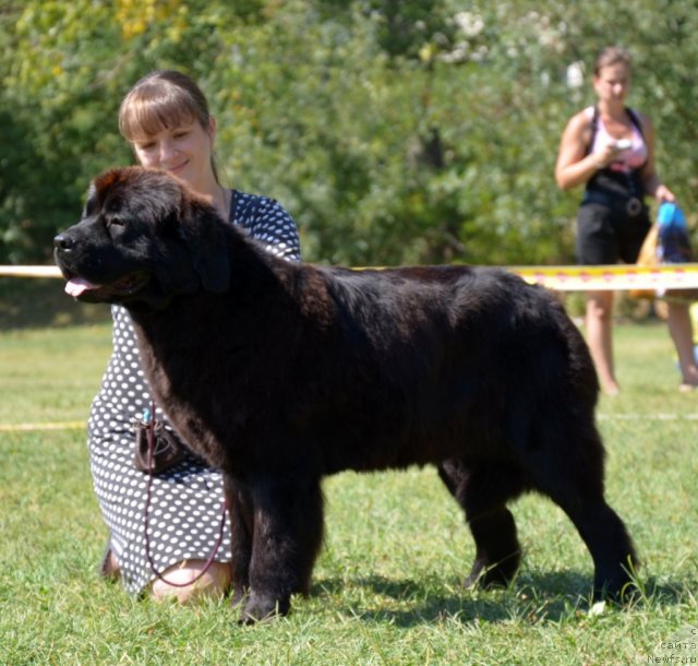 Фото: ньюфаундленд Виолетт Грэйс Оф Энджел