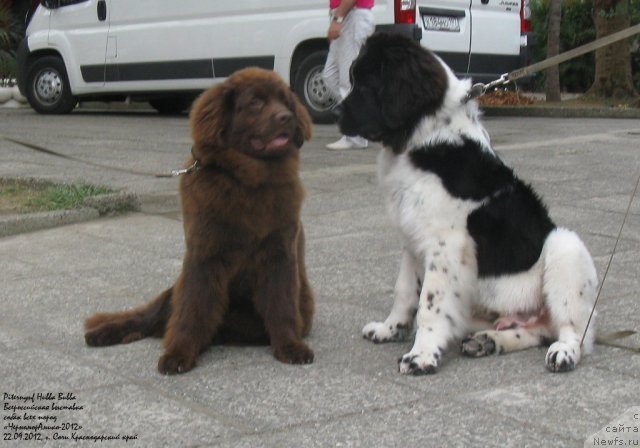 Фото: ньюфаундленд Питерньюф Хубба-Бубба, ньюфаундленд Хохотушка с Берега Дона (Hohotushka s Berega Dona)