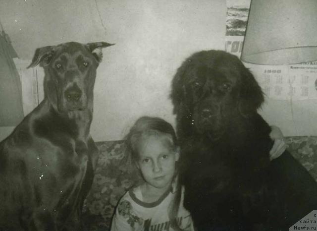 Фото: СандиГригТаис, Елизавета Незнакомцева, ньюфаундленд Ферри Адли Стай