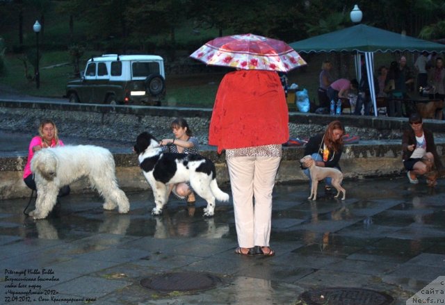 Фото: ньюфаундленд Питерньюф Хубба-Бубба