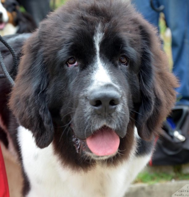 Фотография № 107217