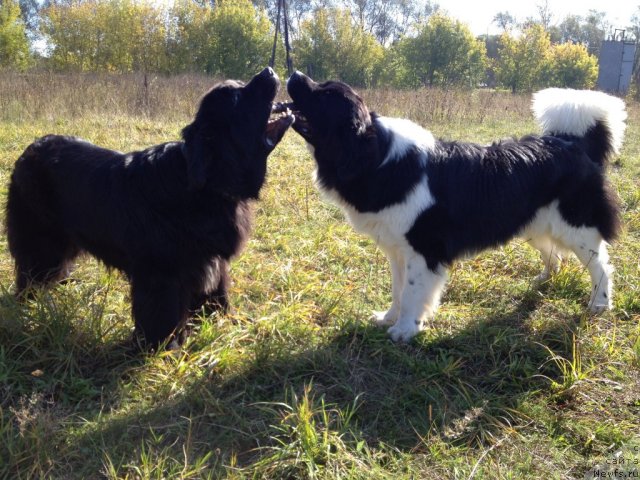 Фото: ньюфаундленд Потап Юнитер, ньюфаундленд Чинзано Асти от Сибирского Медведя