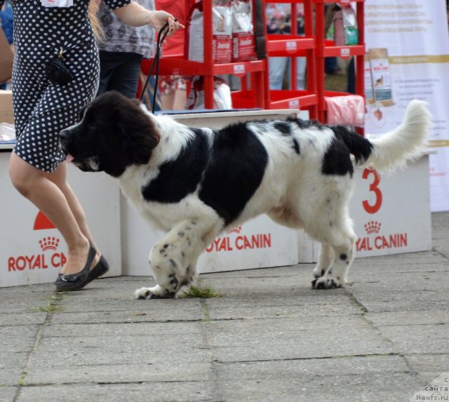 Фотография № 107237