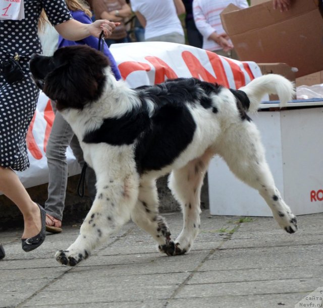 Фотография № 107238