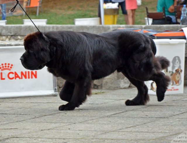 Фотография № 107240