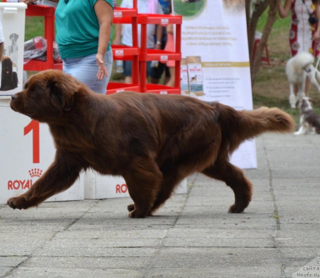 Фотография № 107270