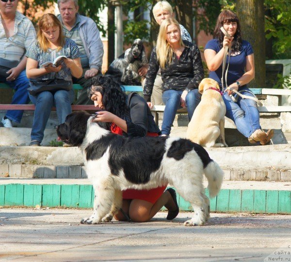 Фото: ньюфаундленд Супер Премиум Литониэль Валланинор (Super Premium Litoniel Vallaninor)