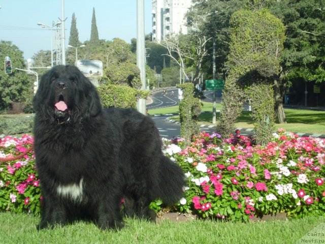 Фото: ньюфаундленд Питерньюф Чао-Какао