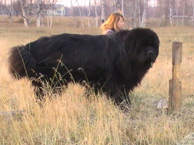 Фото: ньюфаундленд Карат из Медвежьего Яра (Karat iz Medvejyego Yara)