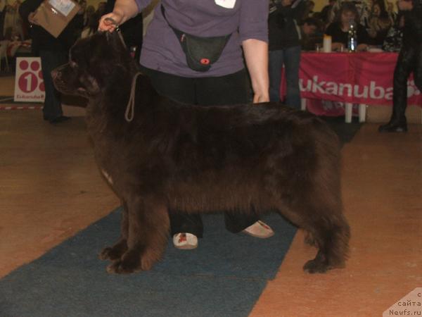 Фото: ньюфаундленд Newf Mermaid Feodosiya