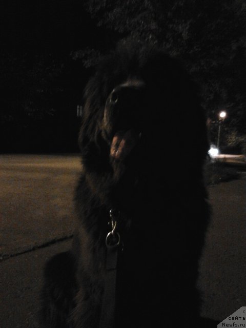 Фото: ньюфаундленд Аквамариновая Красотка для Марлеон