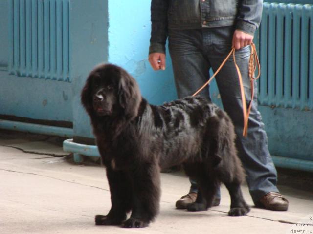 Фотография № 10733