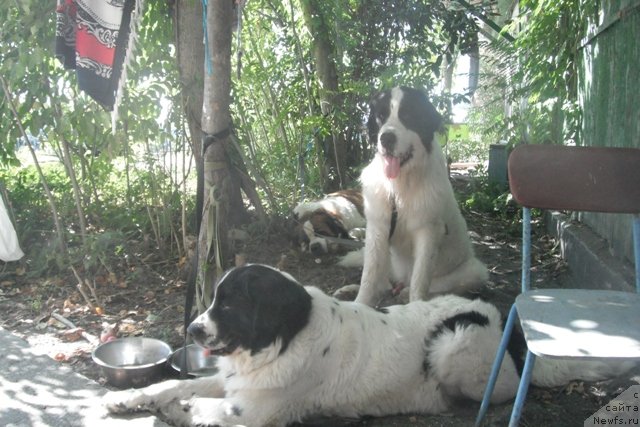 Фотография № 107343