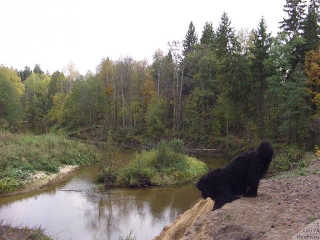 Фото: ньюфаундленд Барышня