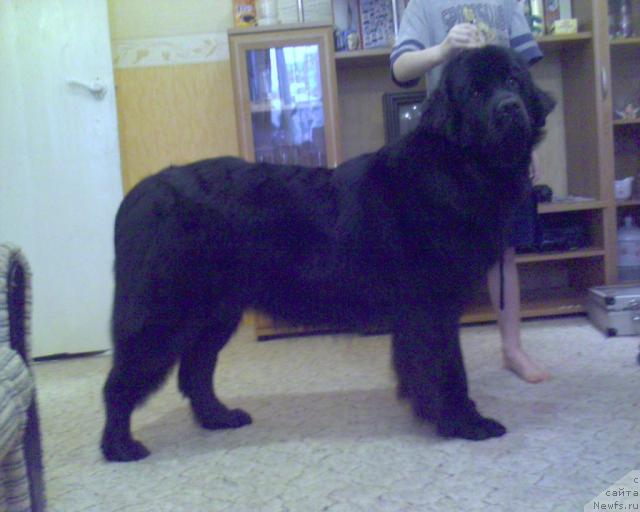 Фото: ньюфаундленд Ай Лав Рич (Ai Love Rich)