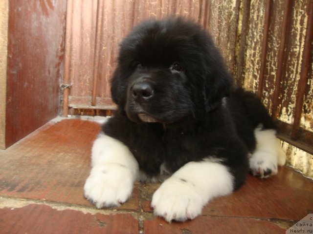 Фото: ньюфаундленд Фиаметтахауз Принцесс Бьюти