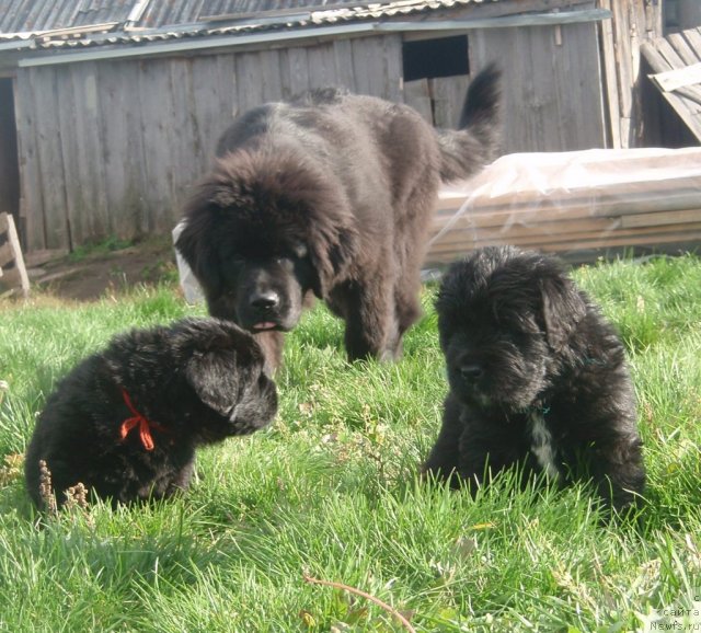 Фото: ньюфаундленд Ньюфорт Уитни Традиция Легенды